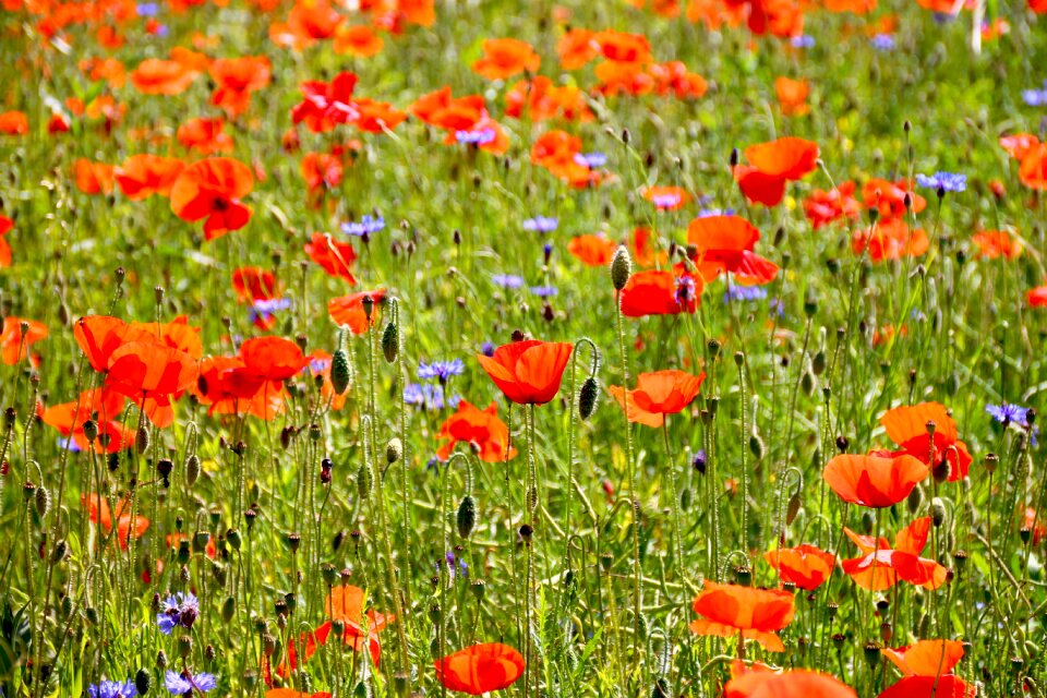 Nature field of poppies country