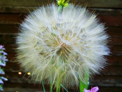 Core flower save flower seeds chamois flower seeds