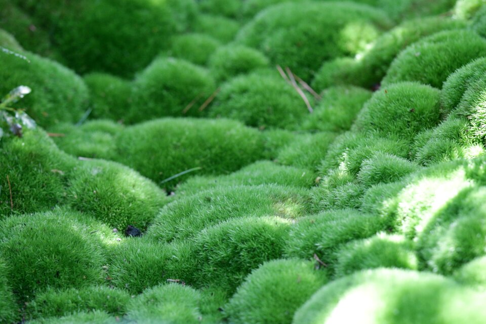 Damp outdoor natural