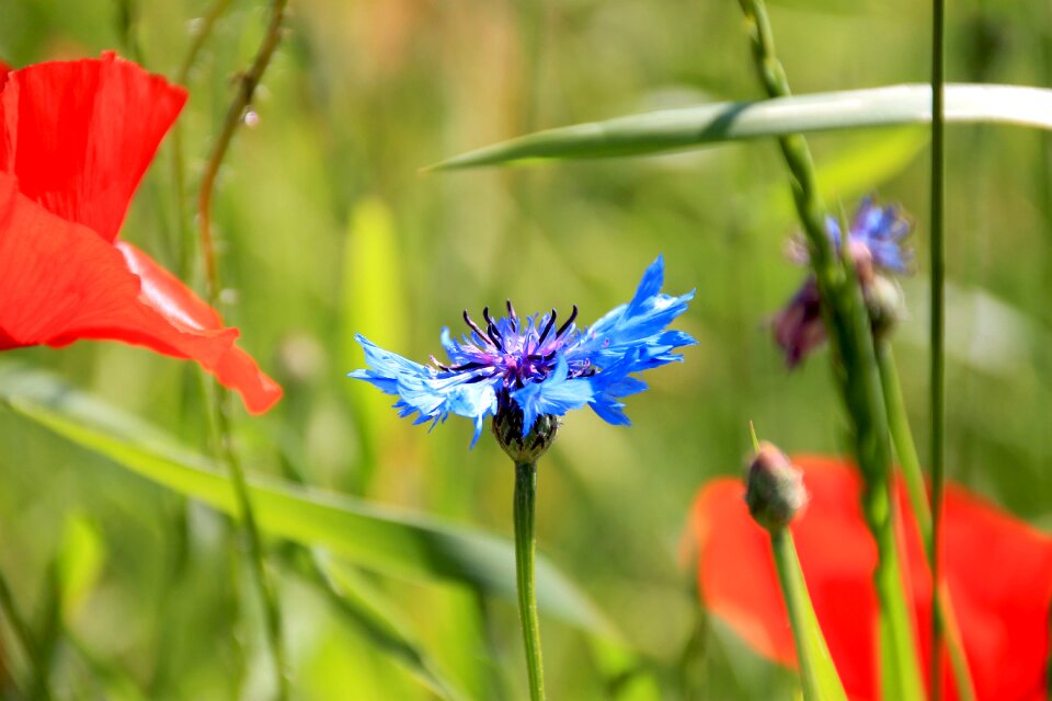 Violet blue wild flower