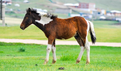 Animal young domestic