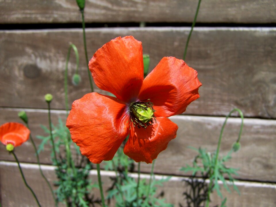 Poppy red meadow flower