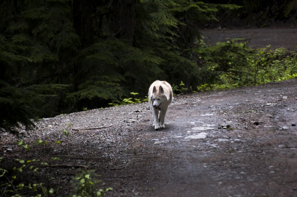 Pet companion play