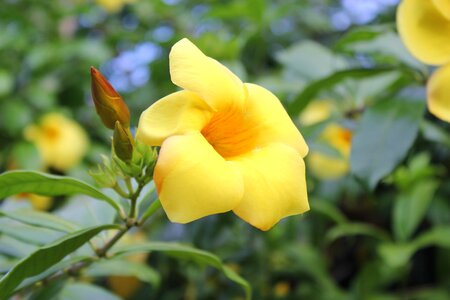 Shoe yellow petals nature