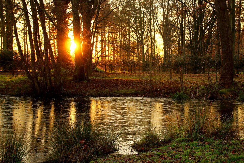 Forest evening autumn