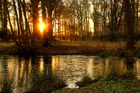 Forest evening autumn