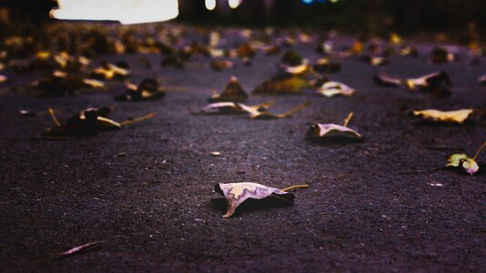 Fall ground leaves