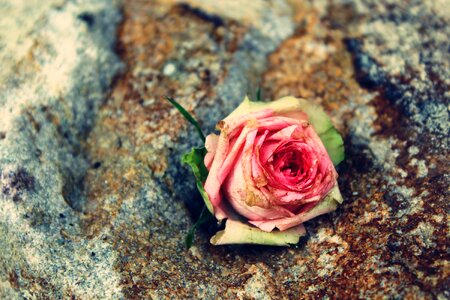 Bloom pink pink rose