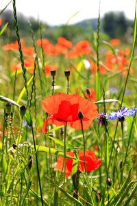 Field of poppies field red