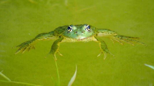 Frog pond gerardo photo