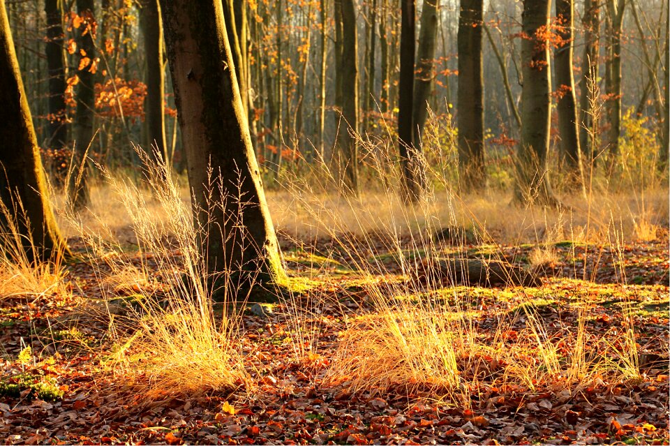 Light autumn wind