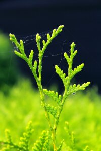 Cupressus sempervirens cypress under glass branches photo