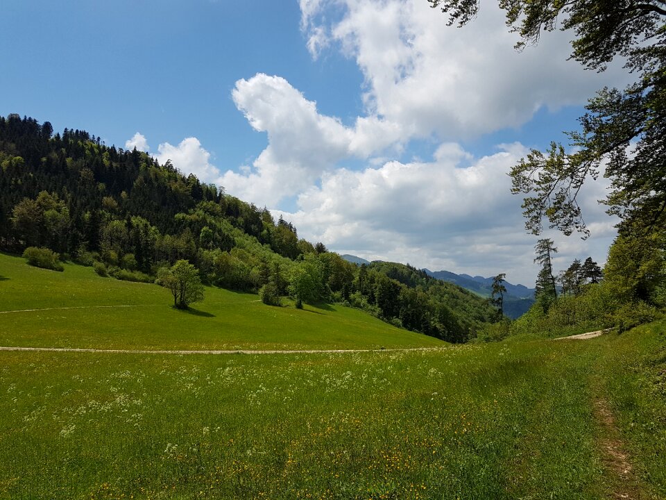 Nature hiking forest