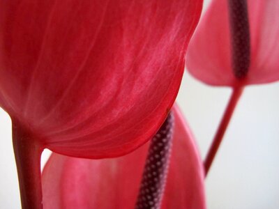 Cala pink foreground