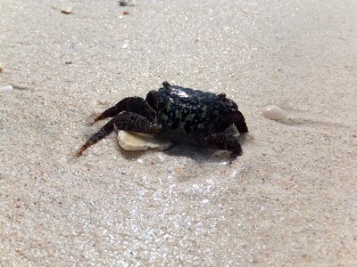 Wet sand purity