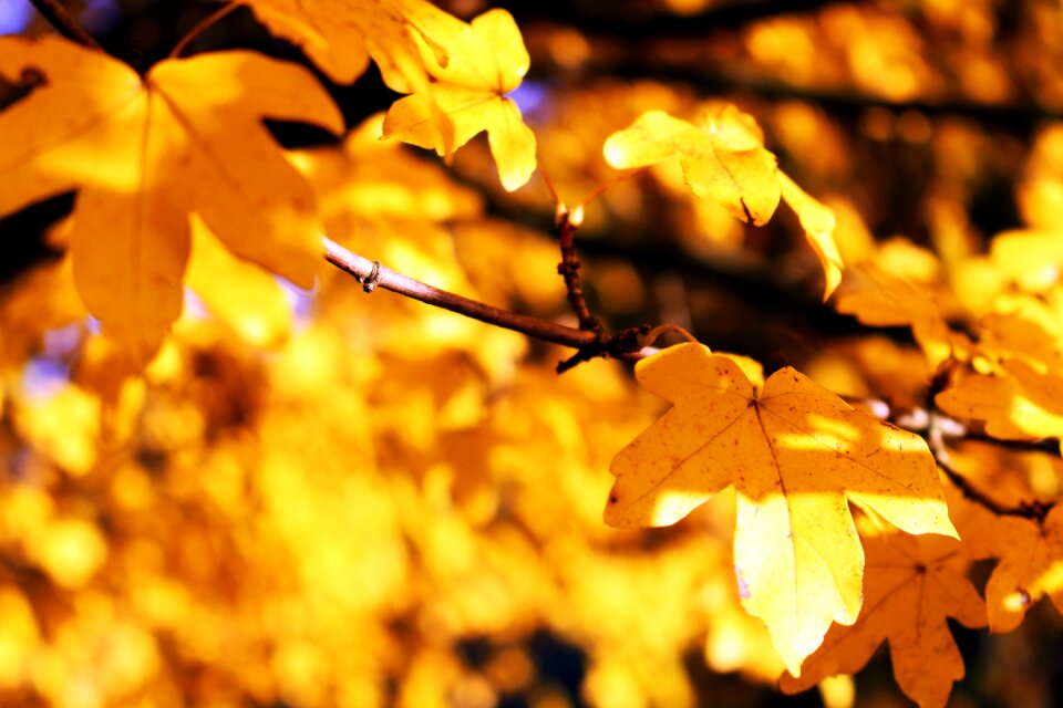 Fall foliage colorful maple photo