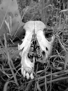 Forest wild nature bones