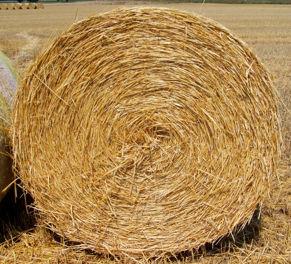 Straw bale harvest agriculture