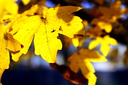 Fall foliage colorful maple