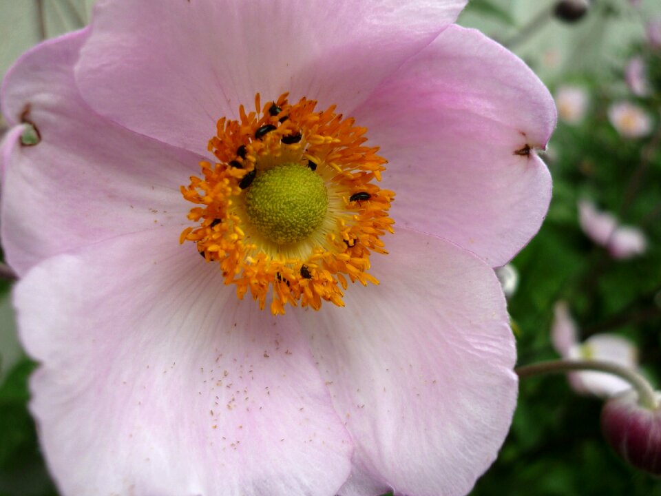 Blossom bloom growing