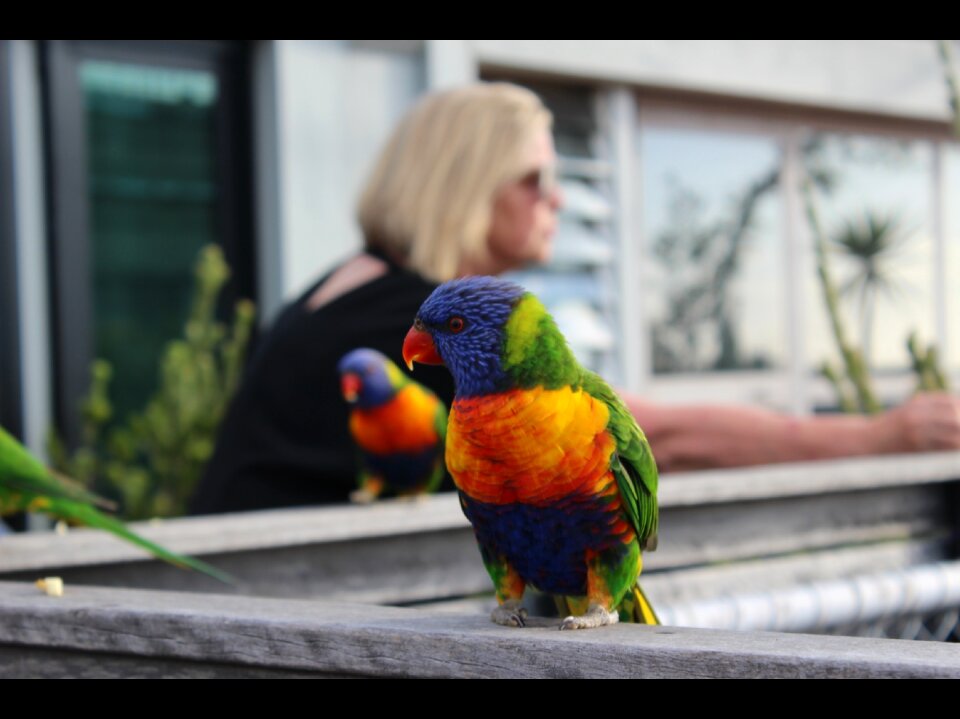 Melbourne st kilda bird