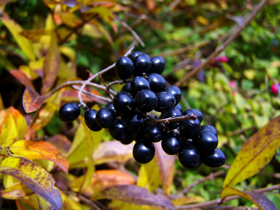 Berry black berries autumn