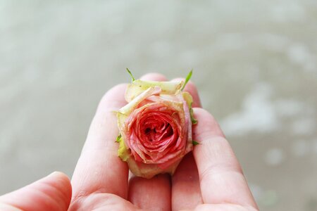 Bloom pink pink rose photo