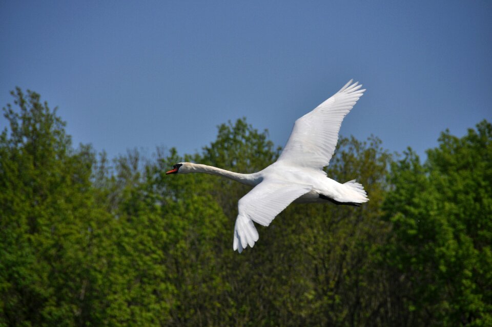 Spring nature flying