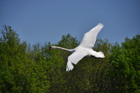 Spring nature flying