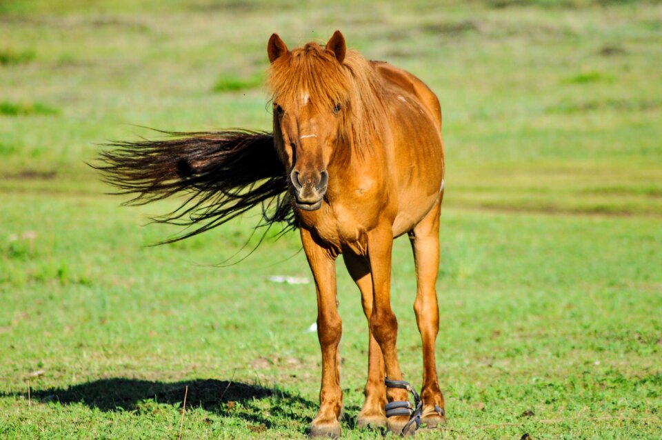 Nature mongolia morning photo