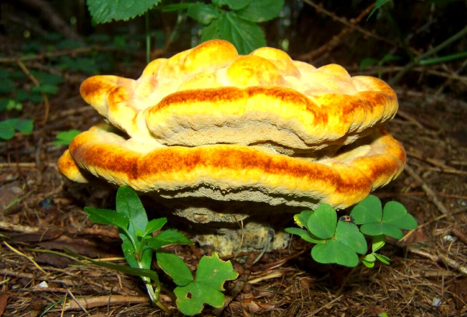 Tinder fungus yellow nature