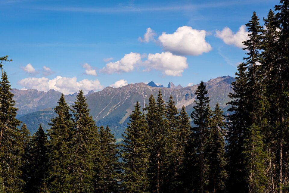 Outlook trees conifers