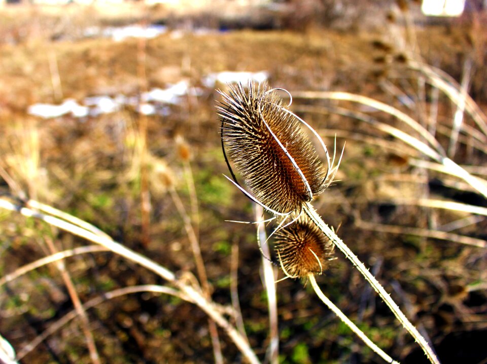 Prairie nature wild