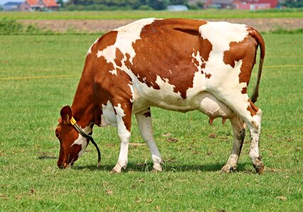 Pasture agriculture animal