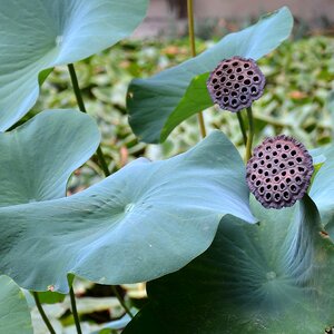 Aquatic plant botanical garden seed head