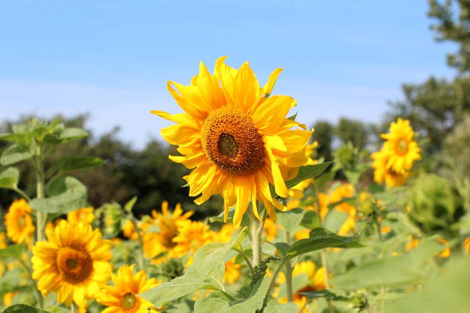 Bright flowers yellow flower