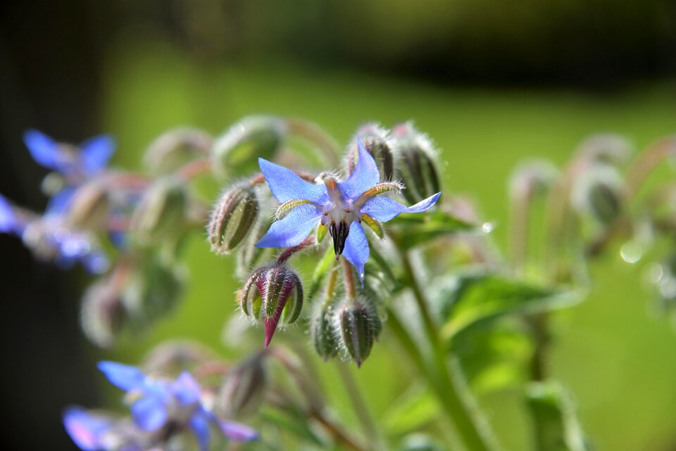 Plant nature close up