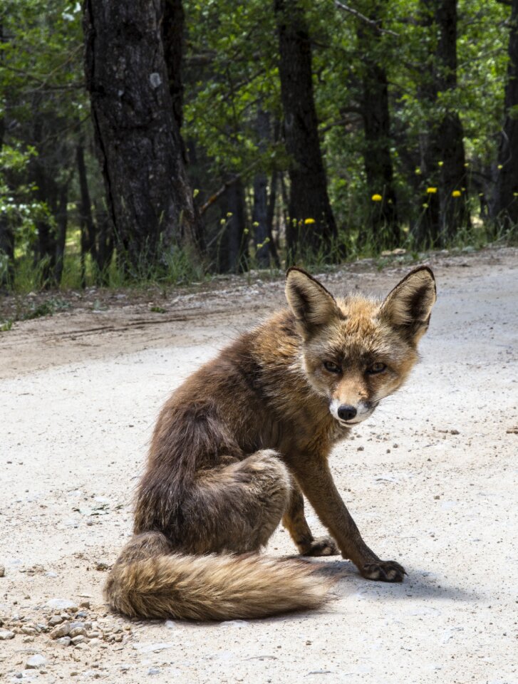 Animal fauna mammal