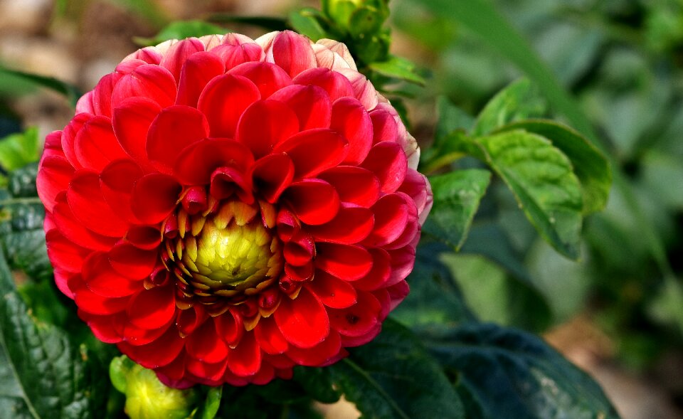 Asteraceae flower garden ornamental flower