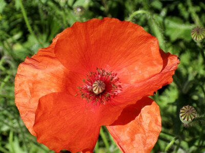 Summer poppy nature