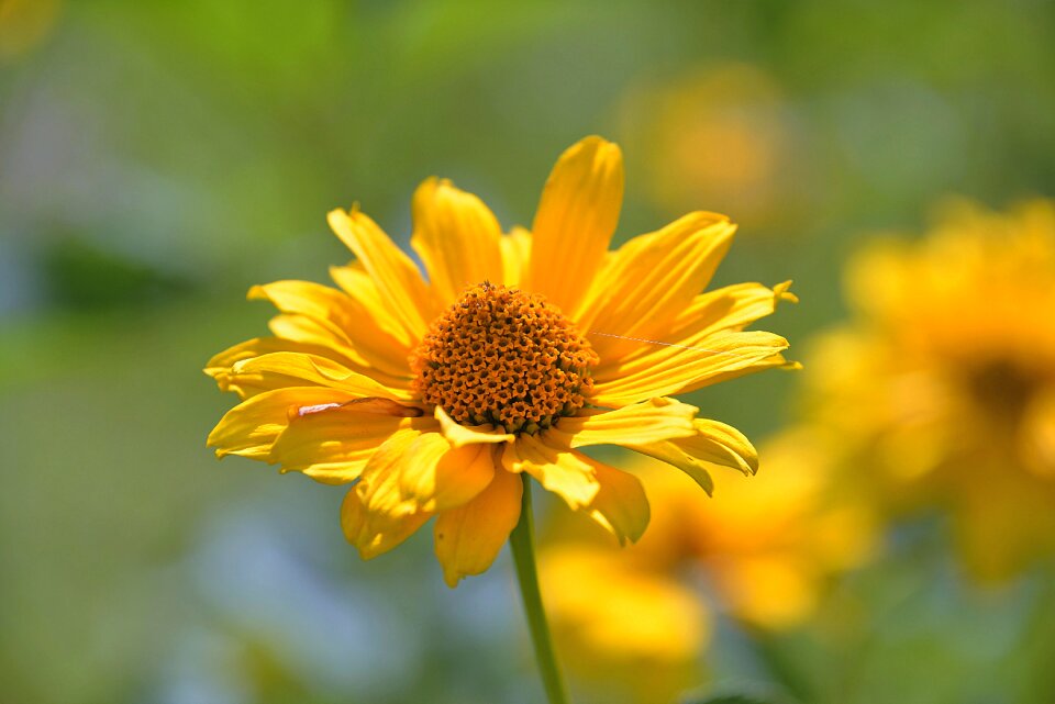 Bloom garden summer