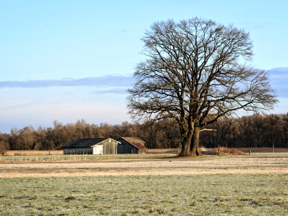 Nature field meadow