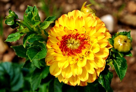 Asteraceae flower garden ornamental flower