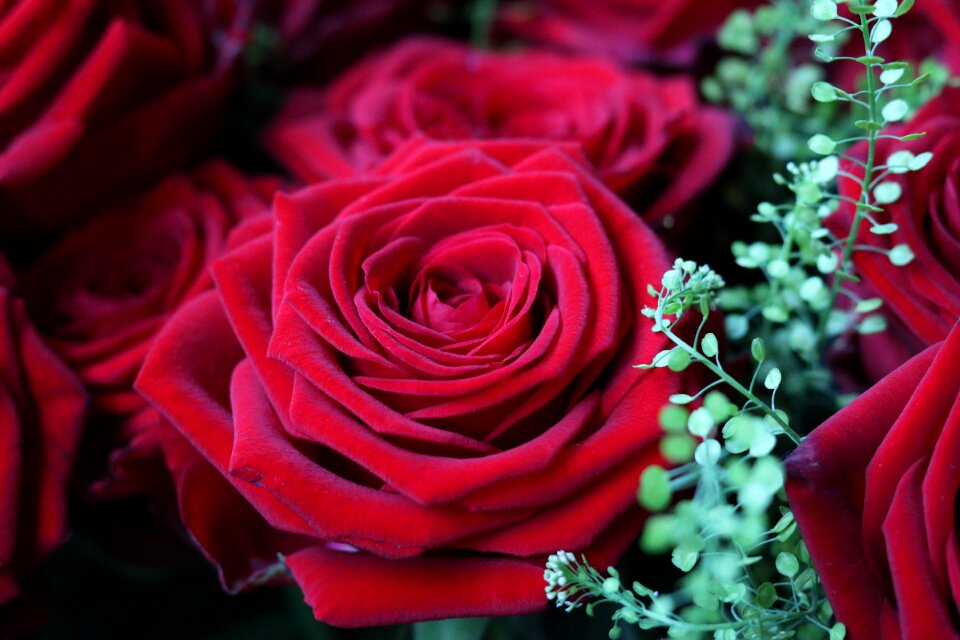 Bloom red rose rose blooms