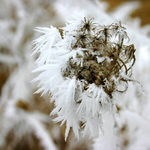 Nature dry flower ice
