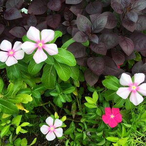 Garden colorful flower