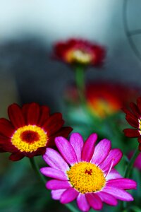 Garden colorful macro