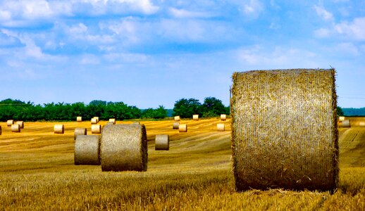 Landscape grain summer