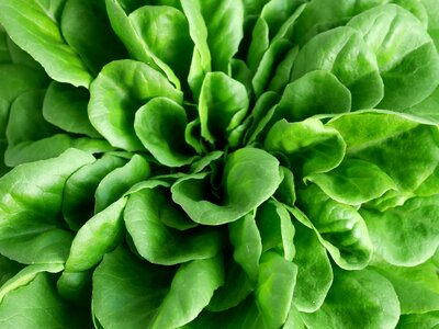 Food fresh vegetable