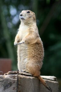 Nature animal world small animals